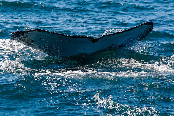 NB-whale watching-5536