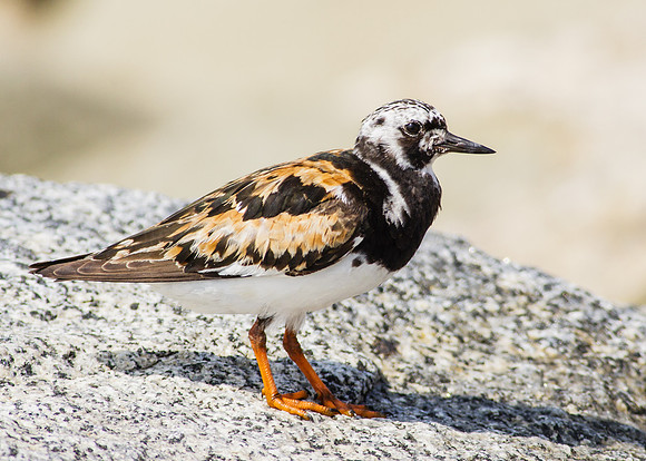 Ruddy Turnstone