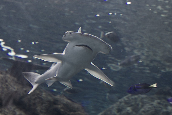 LB-aquarium-0666