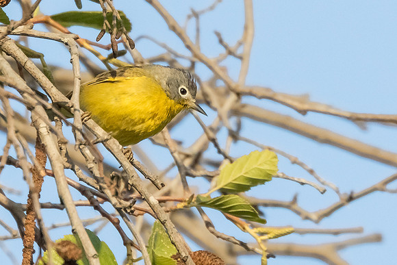 Nashville Warbler