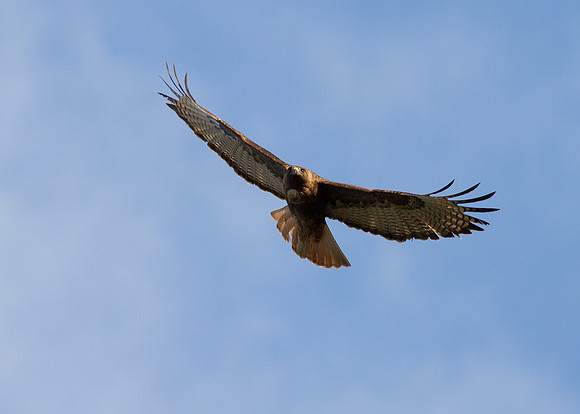 Female Red-Tailed Hawk in flight