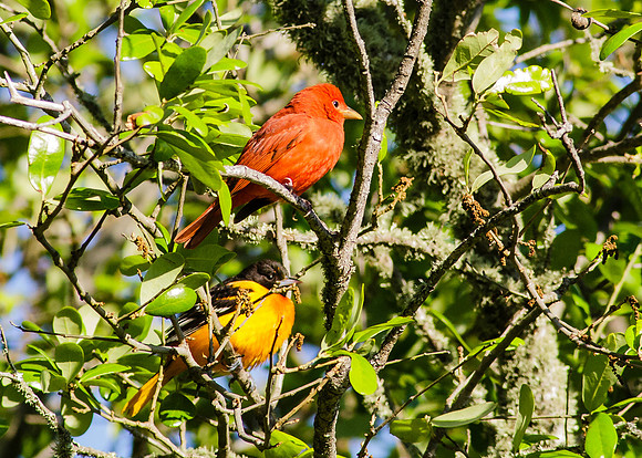 Perched pair
