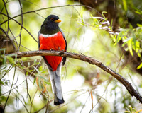 Male Elegant Trogon I