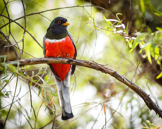 Male Elegant Trogon I
