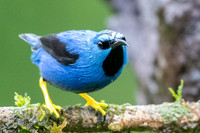 Male Shining Honeycreeper