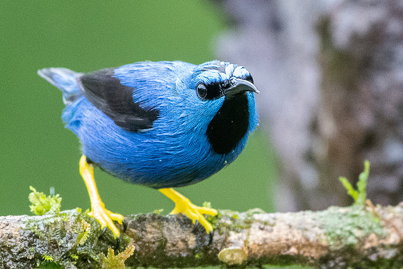 Male Shining Honeycreeper