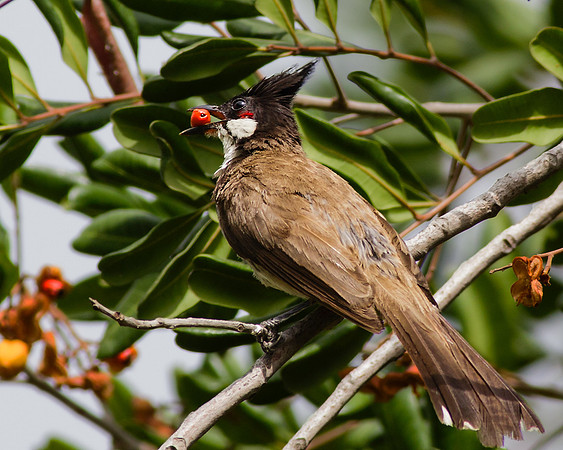 Red-whiskered Bulbul