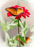 Queen Butterfly