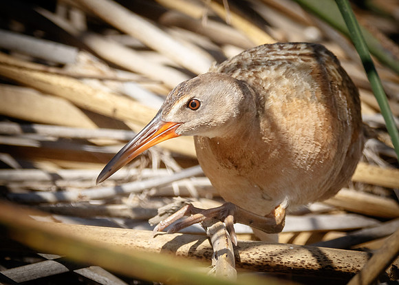 Walk in the reeds.....