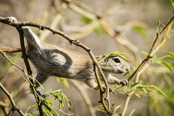 Tree Yoga