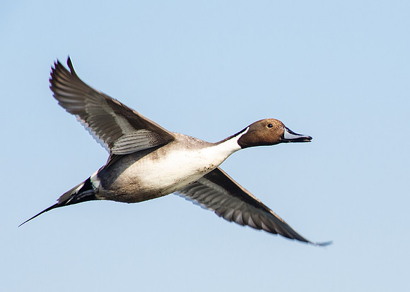 Male Pintail