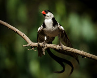 Pin-tailed Whydah