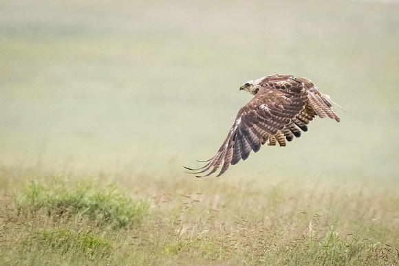 Rough-Legged Hawk