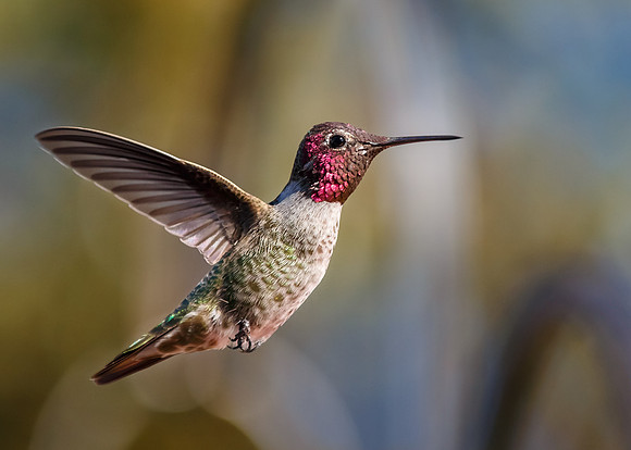 In-flight portrait