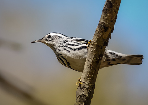 Black-and-white warbler