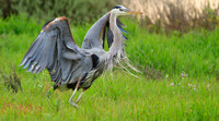 Great Blue Heron