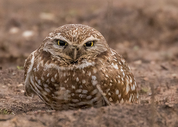 Did you bring coffee?