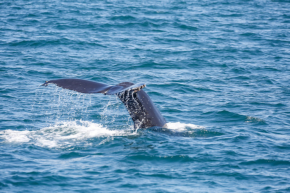 NB-whale watching-5579