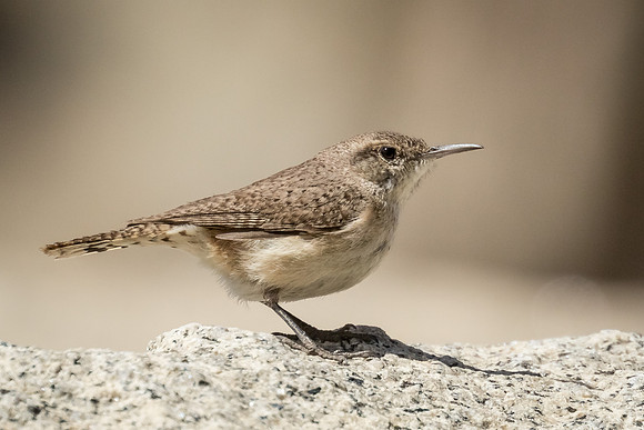 Rock Wren