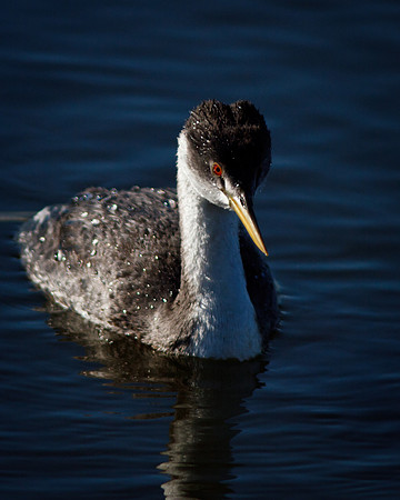 Western Grebe