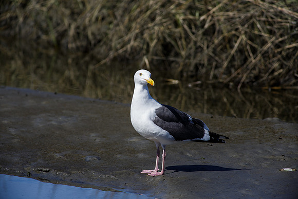 SD-Rriver-2013-8520