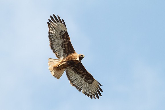 Female Red-Tailed Hawk in flight