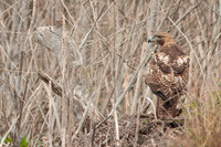 Red Tail Hawk