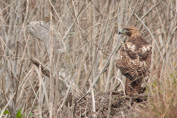 Red Tail Hawk
