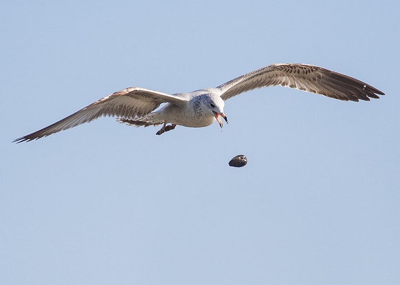 BolsaChica-2014-0906