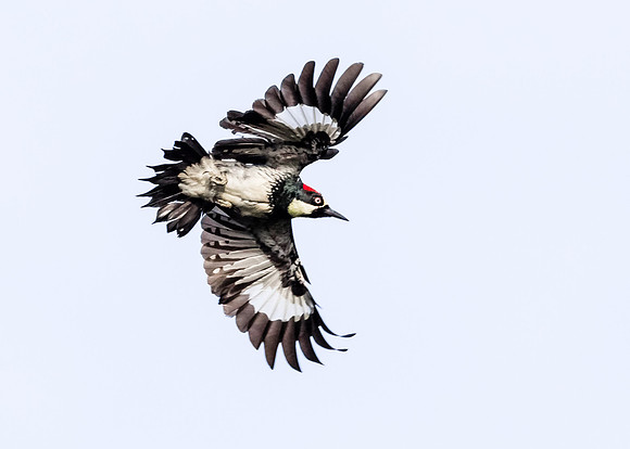 Flight of the Acorn