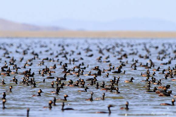 Great Salt Lake Grebe Takeover......