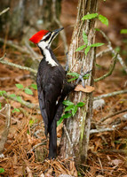 Pileated Woodpecker