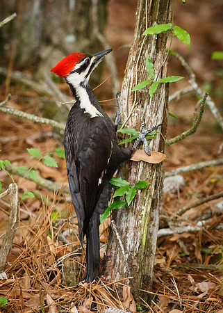 Pileated Woodpecker