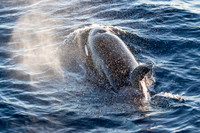 LB-WhaleWaching-2015-6164