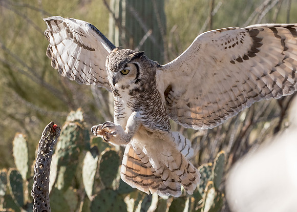 AZ-SonoraDesertMuseum7d-6078