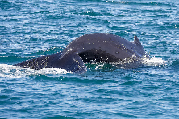 NB-whale watching-5576