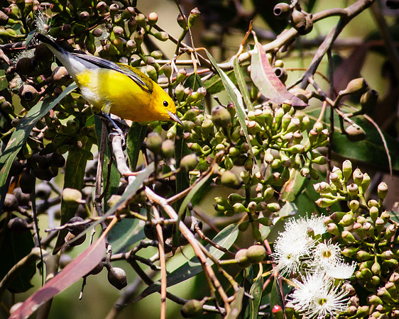 Prothonotary Warbler