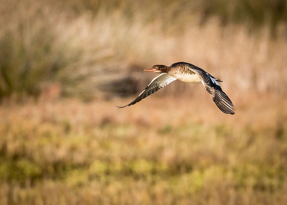 Red-breasted Merganser
