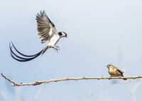 Pin-tailed Whydah