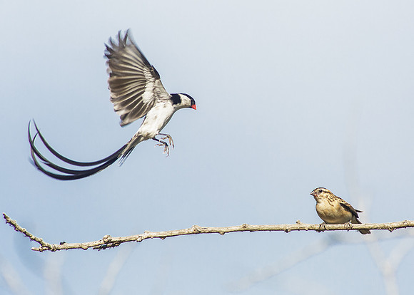 Pin-tailed Whydah