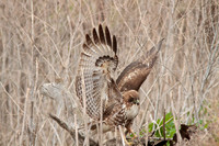 Red Tail Hawk
