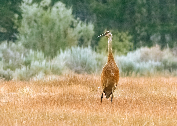 Early morning Sandhill