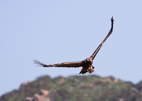 Flight with a snack