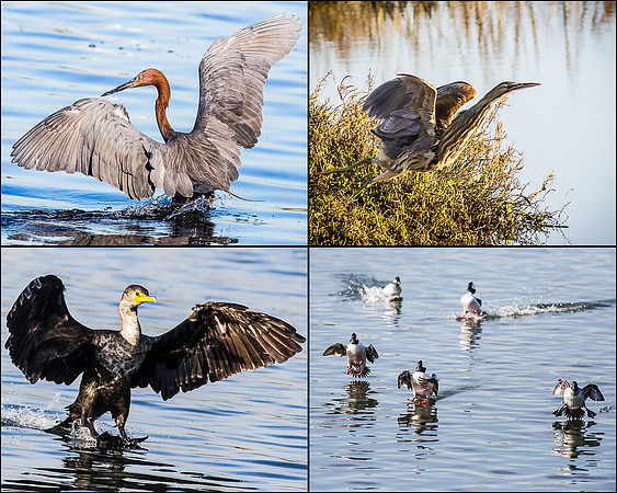 BolsaChica1 - MLK day