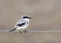 Loggerhead Shrike