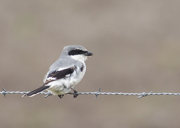 Loggerhead Shrike