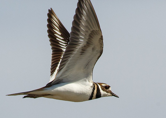 BolsaChica-2013-1223