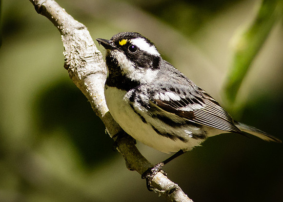 Black-throated Gray warbler