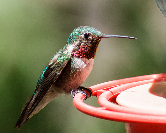 Ruby-throated Hummingbird