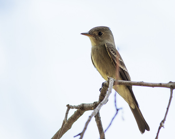 AZ-Madera2013-6656